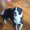 Photo of Max ~ Border Collie ~ On Trial 24/3/15