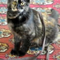 Photo of Hazel (Bn C274) 