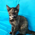 Photo of Callie Kitten Kapers Rescue
