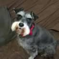 Photo of Lacey