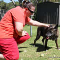 Photo of Molly ~ Kelpie X Gsd Senior (Adopted 13/11/16)