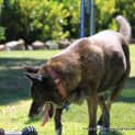 Photo of Molly ~ Kelpie X Gsd Senior (Adopted 13/11/16)