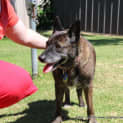 Photo of Molly ~ Kelpie X Gsd Senior (Adopted 13/11/16)