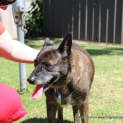 Photo of Molly ~ Kelpie X Gsd Senior (Adopted 13/11/16)
