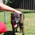 Photo of Molly ~ Kelpie X Gsd Senior (Adopted 13/11/16)
