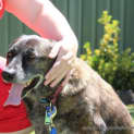 Photo of Molly ~ Kelpie X Gsd Senior (Adopted 13/11/16)