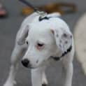 Photo of Archie