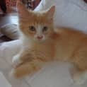 Photo of Cookie