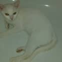 Photo of Angel