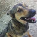 Photo of Bruno (Adoption Pending)