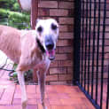 Photo of Personality Plus = "Rosie". Brisbane/Gold Coast
