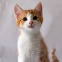 Photo of Mervin