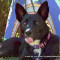 Photo of Turtle The Kelpie (Girl) (Adopted)