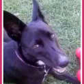 Photo of Turtle The Kelpie (Girl) (Adopted)