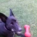 Photo of Turtle The Kelpie (Girl) (Adopted)