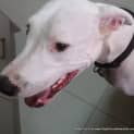 Photo of Tod (On Trial 25/1/15)~ Gentle With Children ~