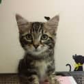 Photo of Archer