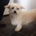 Photo of Harvey