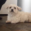 Photo of Harvey
