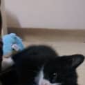 Photo of Kitten