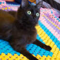 Photo of Ellie N.O.W Only $80 To Adopt