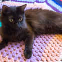 Photo of Ellie N.O.W Only $80 To Adopt
