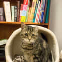Photo of Mona **Only $80 To Adopt**