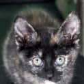 Photo of Quinn (Bn C272) 