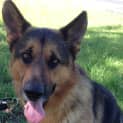 Photo of Jake On Trial In His Forever Home