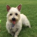 Photo of Jock (On Trial 22/1/15) ~ Westie