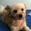 Photo of Frankie (On Trial 17/1/15)~ Female Shih Tzu X