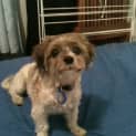 Photo of Frankie (On Trial 17/1/15)~ Female Shih Tzu X