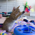 Photo of Toby