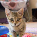 Photo of Toby