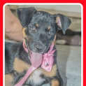 Photo of Indigo ~ On Trial 24/1/15