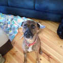 Photo of Sue Dog And Cat Friendly!