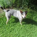 Photo of Sapphire (On Trial 25/1/15) ~ Blue Cattle Dog
