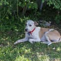 Photo of Zailey ~ Kelpie (On Trial 9/7/15)