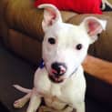Photo of Boss (On Trial 27/1/15~ Staffordshire Bull Terrier