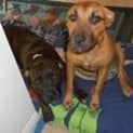 Photo of Jaffa (Adoption Pending)