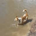 Photo of Gidget (Adoption Pending)