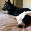 Photo of Lady (On Trial 1/2/15) ~ English Staffy