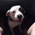 Photo of Lady (On Trial 1/2/15) ~ English Staffy