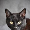 Photo of Harriet (Bn C256) 