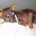 Photo of Lillie Brown (Adopted 1/2/15)~ A Very Special Girl