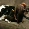 Photo of Lillie Brown (Adopted 1/2/15)~ A Very Special Girl