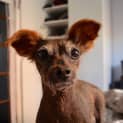Photo of Lillie Brown (Adopted 1/2/15)~ A Very Special Girl
