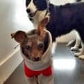 Photo of Lillie Brown (Adopted 1/2/15)~ A Very Special Girl