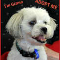 Photo of Gizmo (On Trial 25/1/15)~ Maltese X Shih Tzu, Male