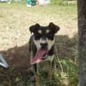 Photo of Dharma